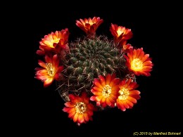 Sulcorebutia steinbachii v. tintinensis HS57a 2020